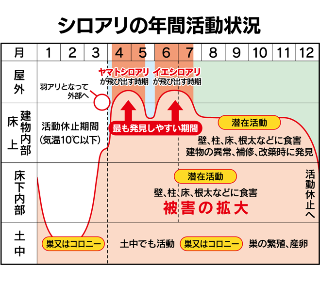 シロアリの年間活動期間